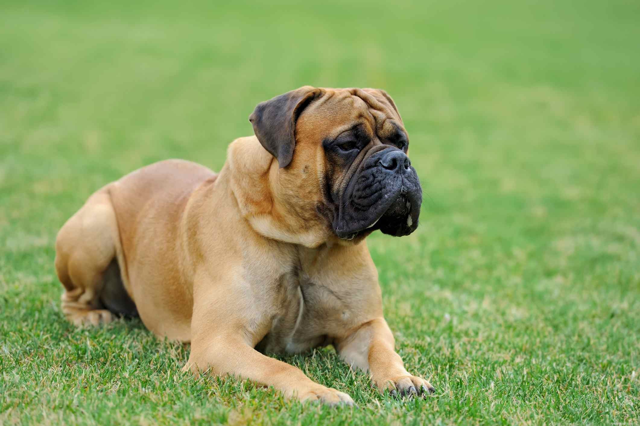 Мастиф:характеристики породы собак и уход за ними