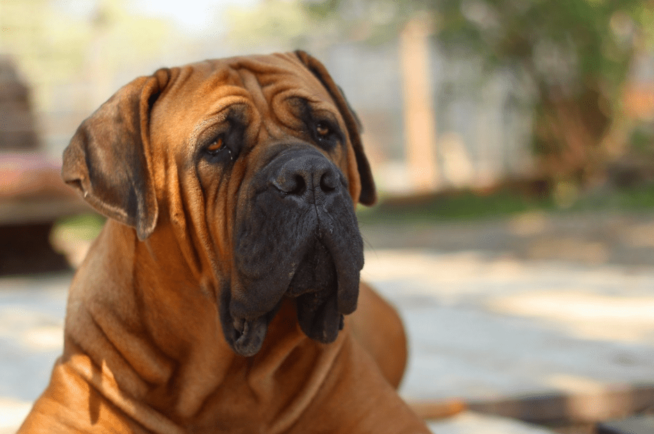 Мастиф:характеристики породы собак и уход за ними