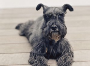 Цвергшнауцер:характеристики породы собак и уход за ними