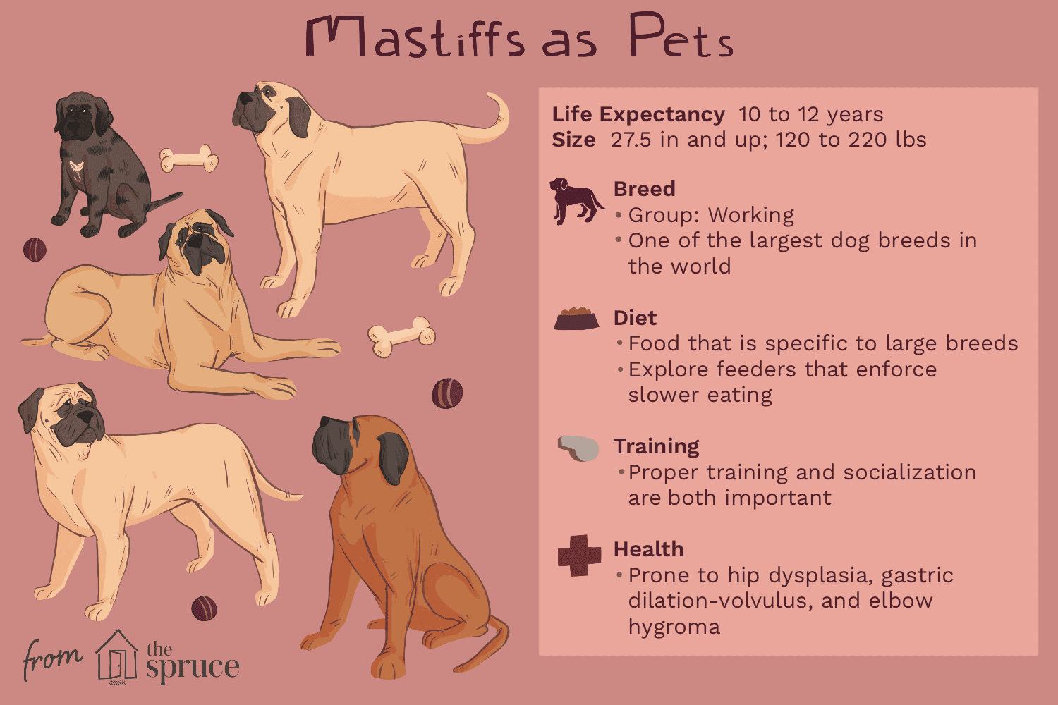 マスティフ：犬の品種の特徴とケア 
