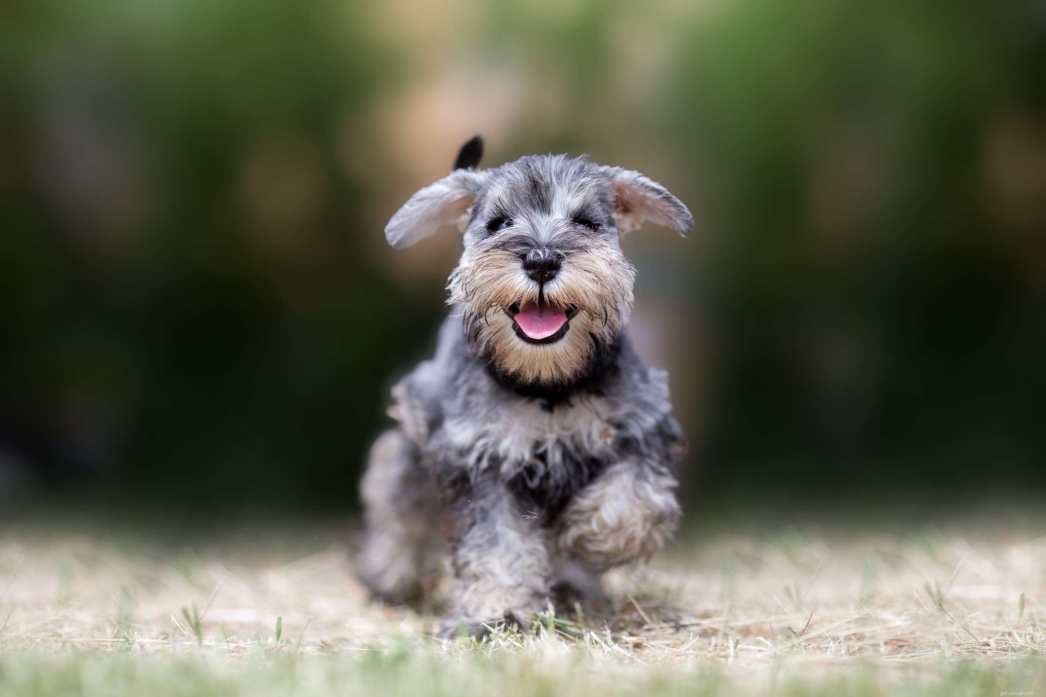 Schnauzer miniatura:características e cuidados da raça do cão