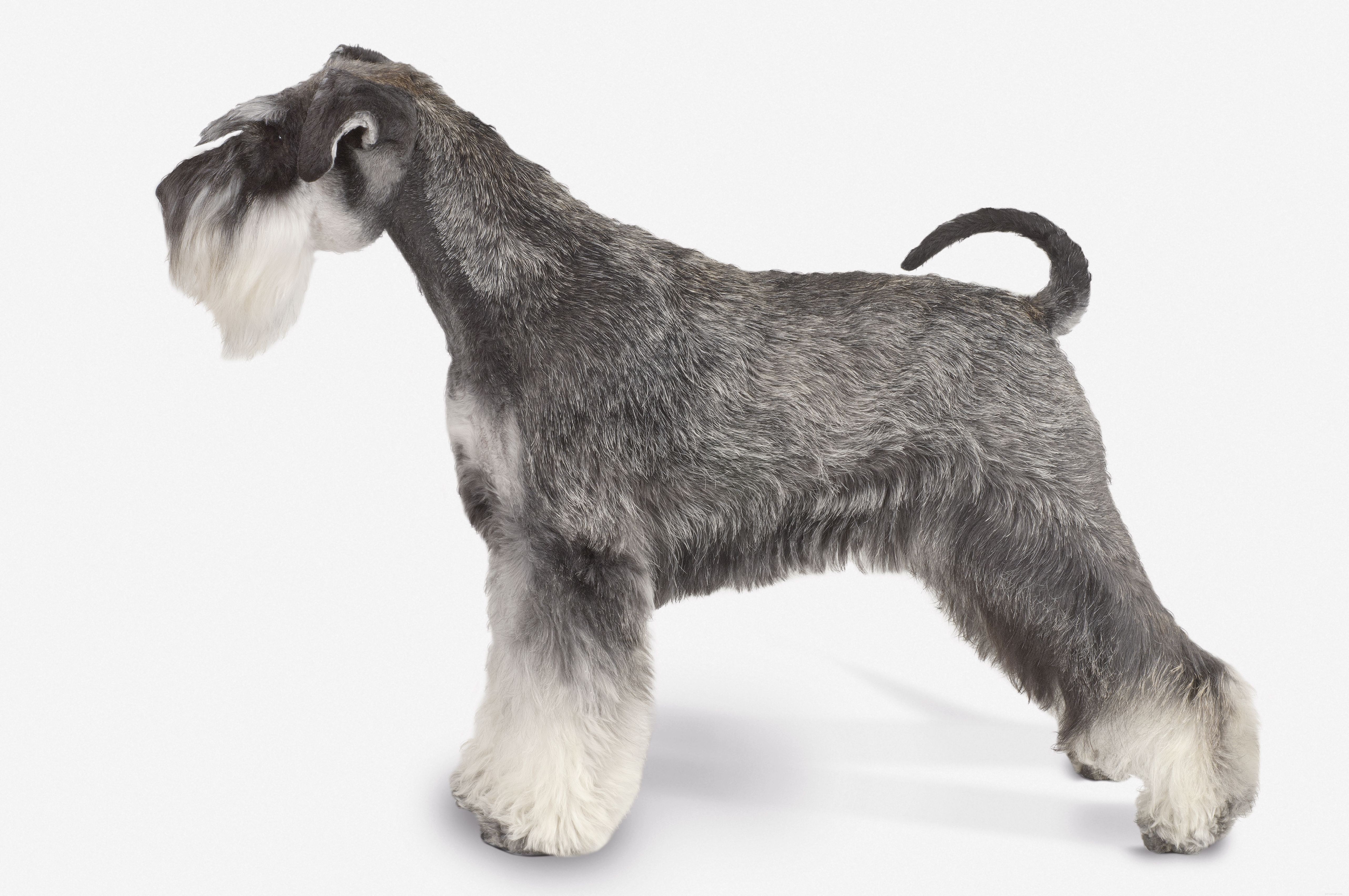 Schnauzer in miniatura:caratteristiche e cura della razza canina