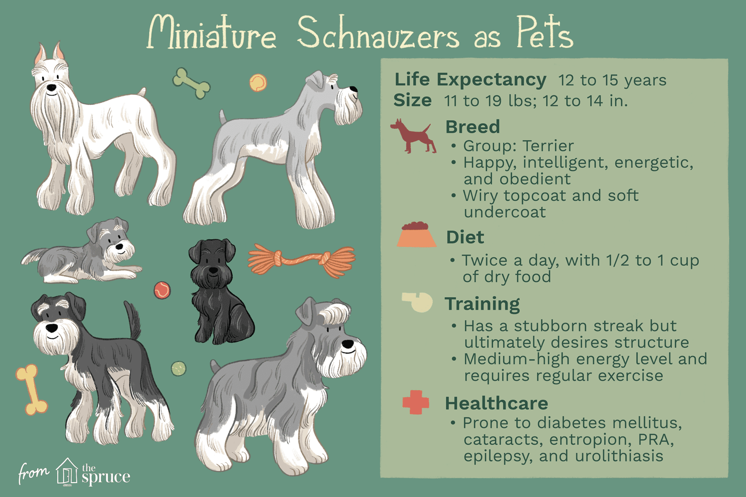 미니어처 슈나우저:개 품종 특성 및 관리
