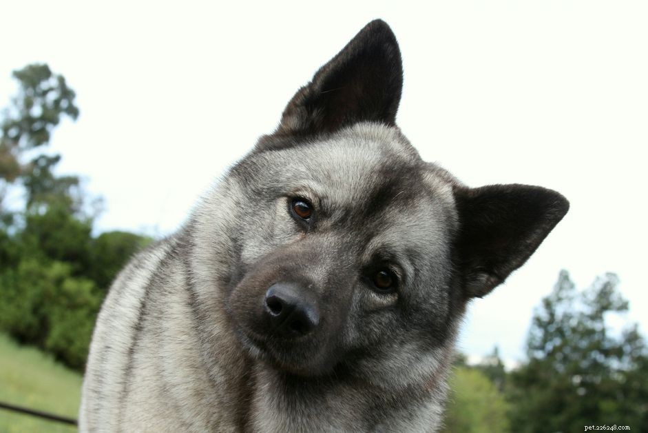 노르웨이 엘크하운드:개 품종 특성 및 관리