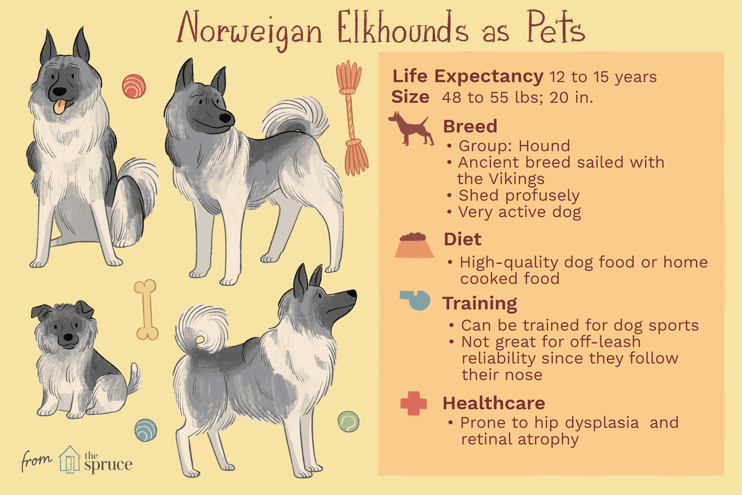 Норвежский элкхаунд:характеристики породы собак и уход за ними