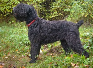 ブラック・ロシアン・テリア：犬の品種の特徴とケア 