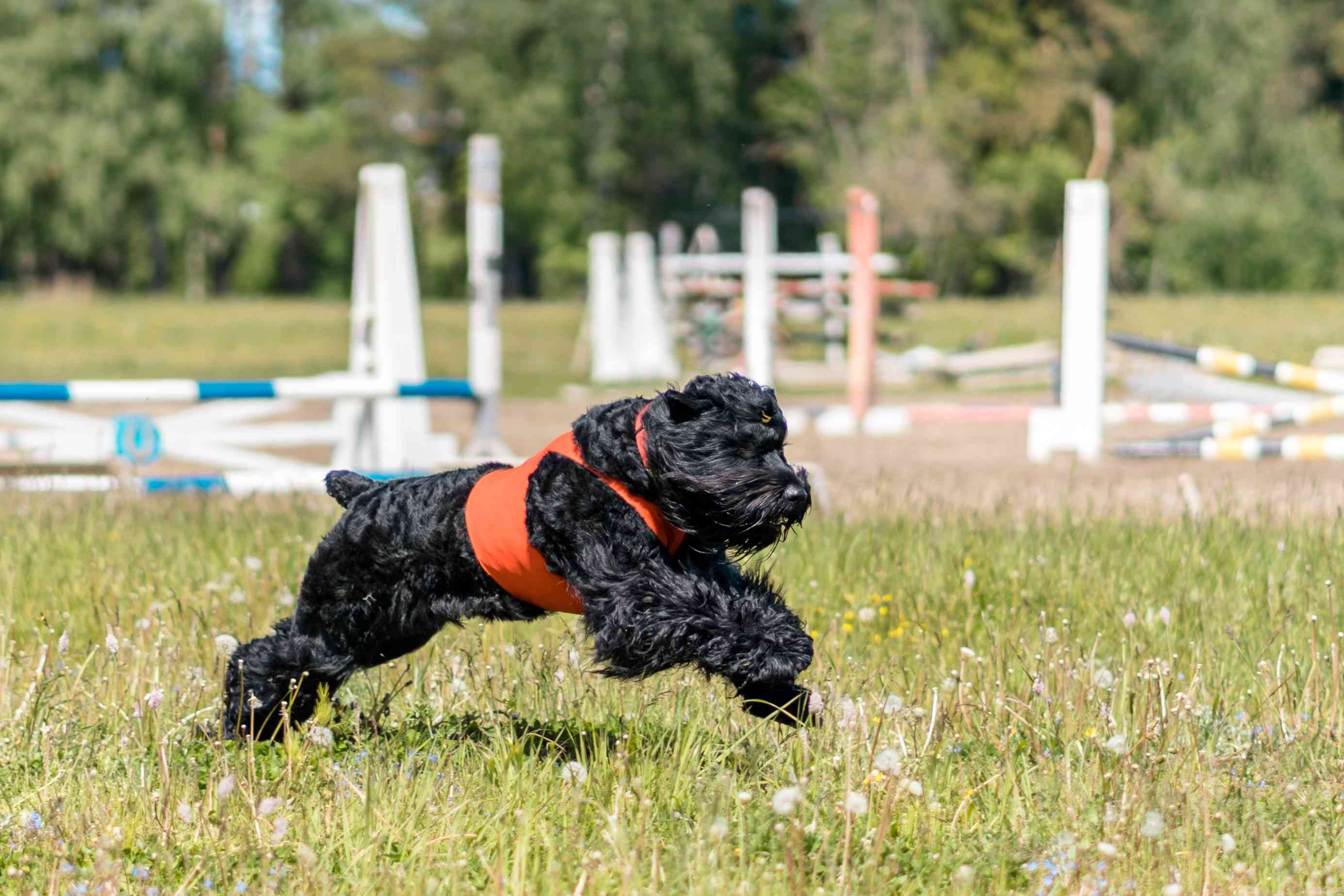 Русский черный терьер:характеристика породы собак и уход за ними