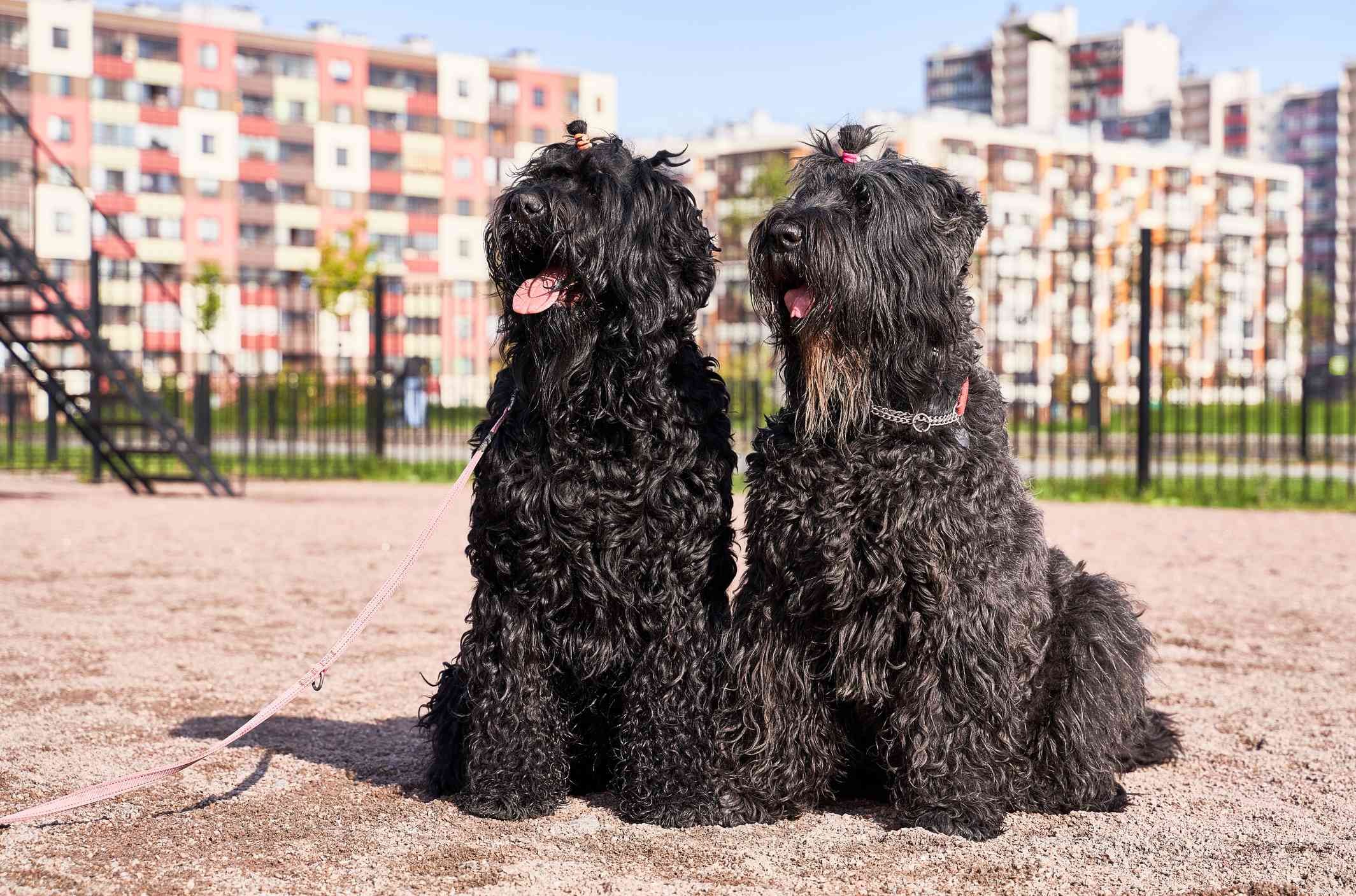 Terrier noir russe :caractéristiques et soins de la race de chien