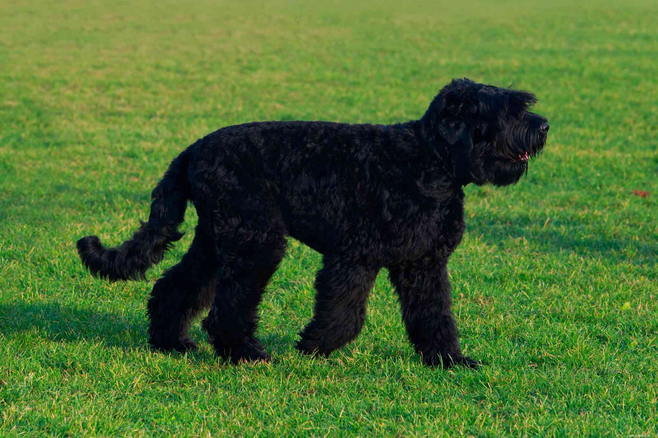 Černý ruský teriér:Charakteristika a péče o plemeno psa