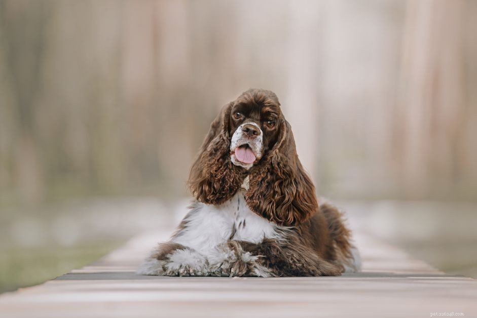 American Cocker Spaniel：Dog Breed Features＆Care