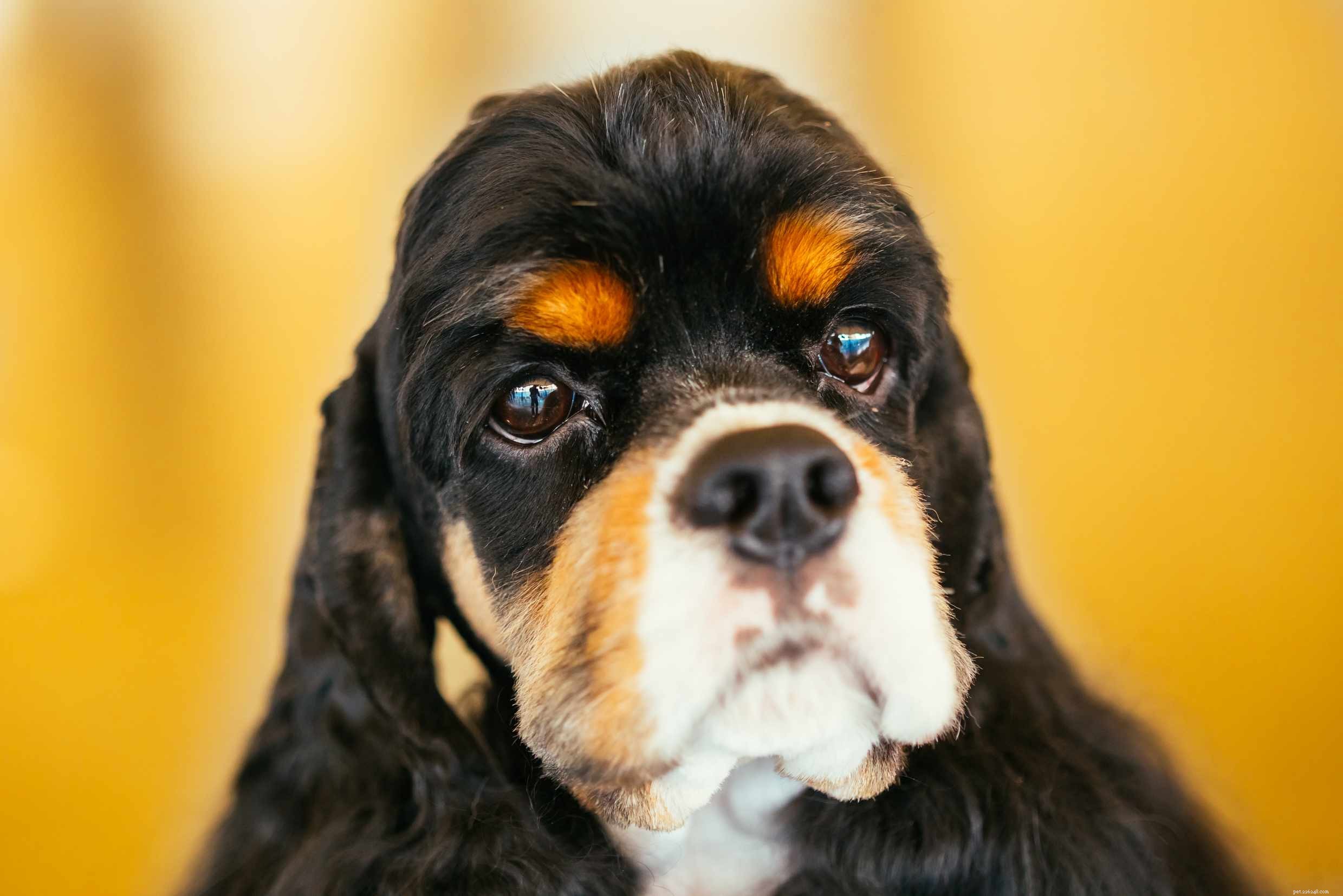 Cocker spaniel americano:características e cuidados da raça do cão