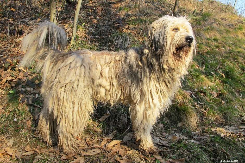 Bergamasco Sheepdog:Hundrasegenskaper och skötsel