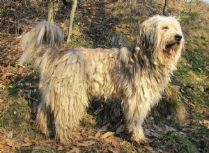 Bergamasco Sheepdog:características e cuidados da raça do cão