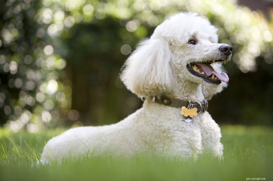 Poodle:características e cuidados da raça do cão