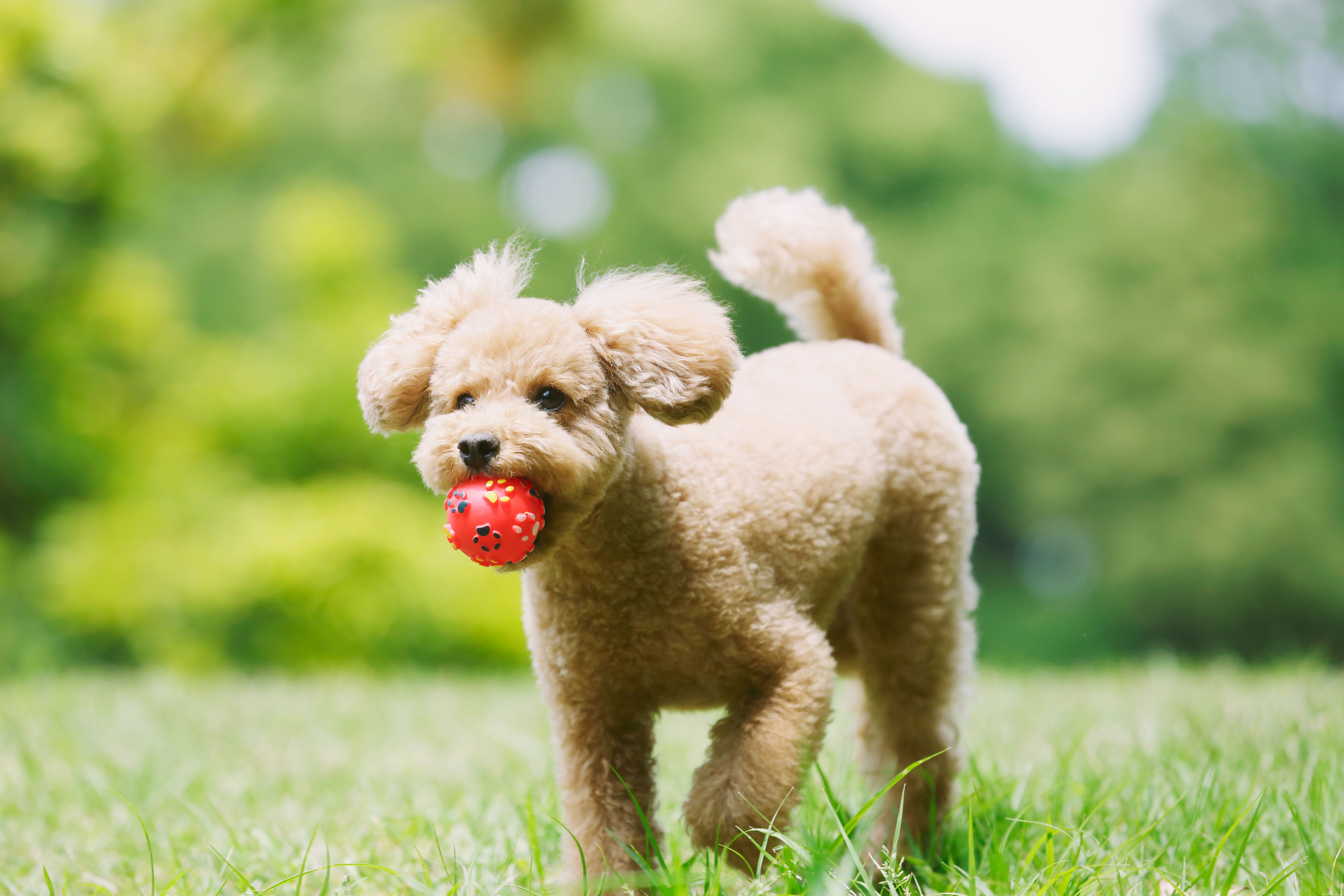 Caniche :caractéristiques et soins des races de chiens