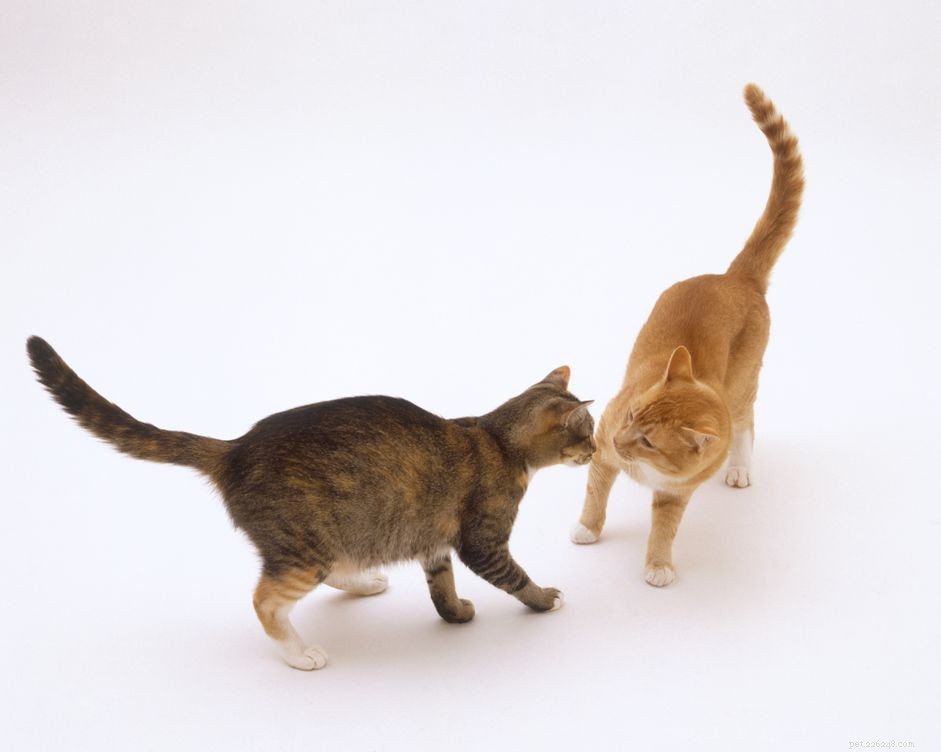 Os gatos ainda são sexualmente ativos após a esterilização?