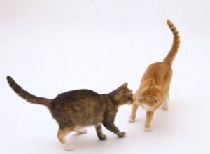 Jsou kočky po kastraci a kastraci stále sexuálně aktivní?