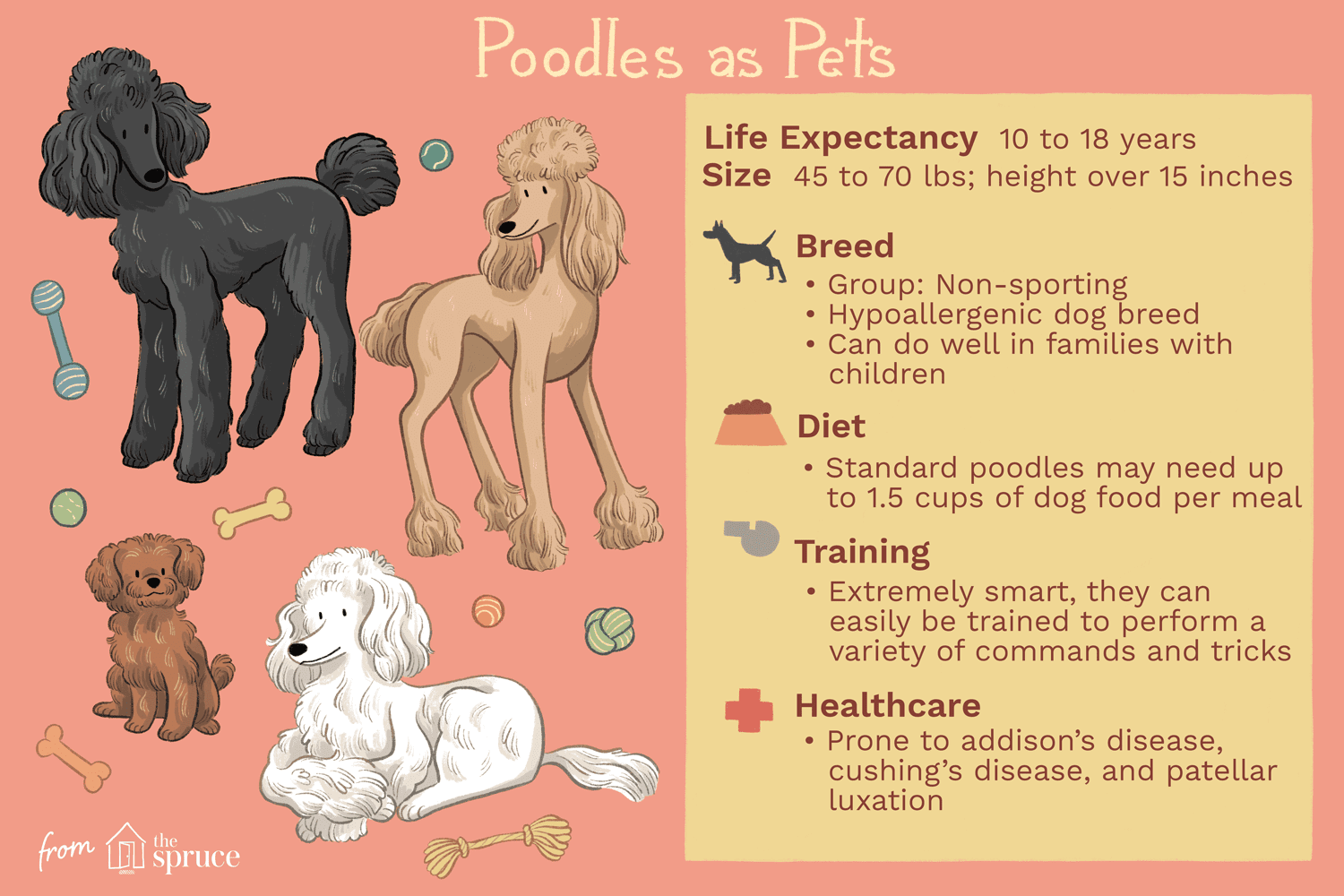 Пудель:характеристики породы собак и уход за ними