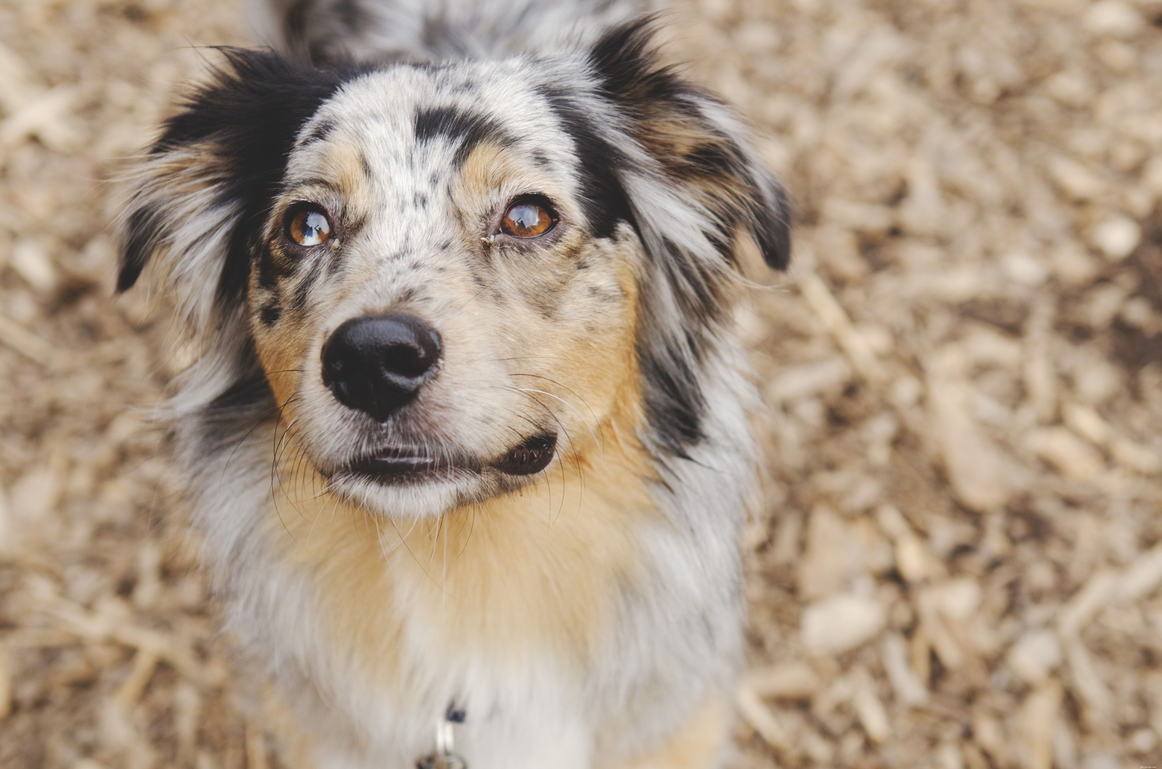Miniatura de pastor americano:características e cuidados da raça do cão