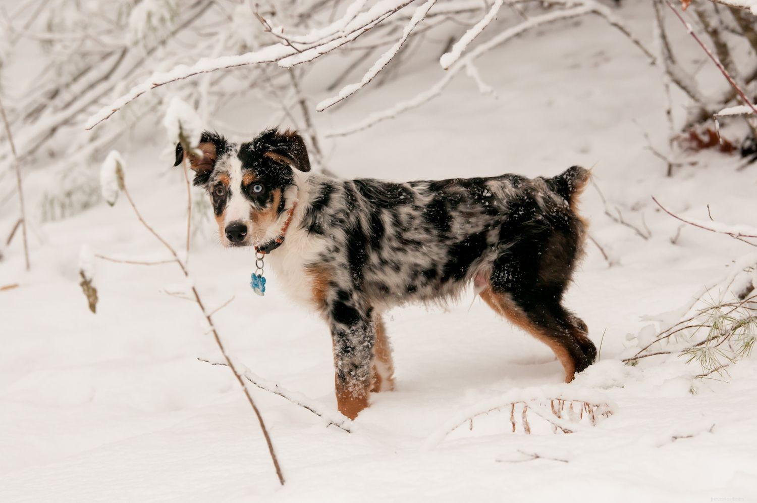 Miniatuur Amerikaanse herder:kenmerken en verzorging van hondenrassen