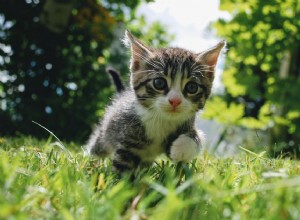 Развитие котенка от 3 до 6 месяцев