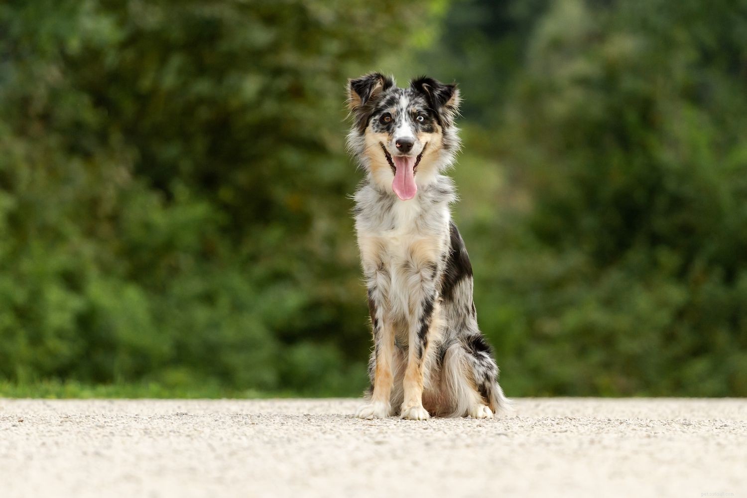 Berger américain miniature :caractéristiques et soins des races de chiens