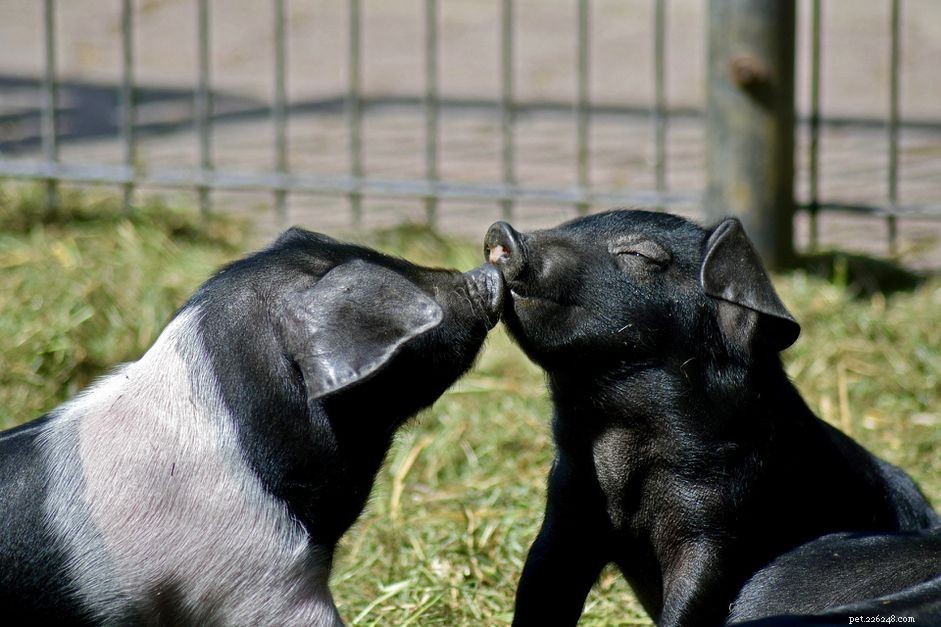 8 feiten over theekopvarkens die niet zo schattig zijn