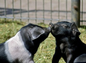 8 fatos sobre porcos de xícara que não são tão fofos