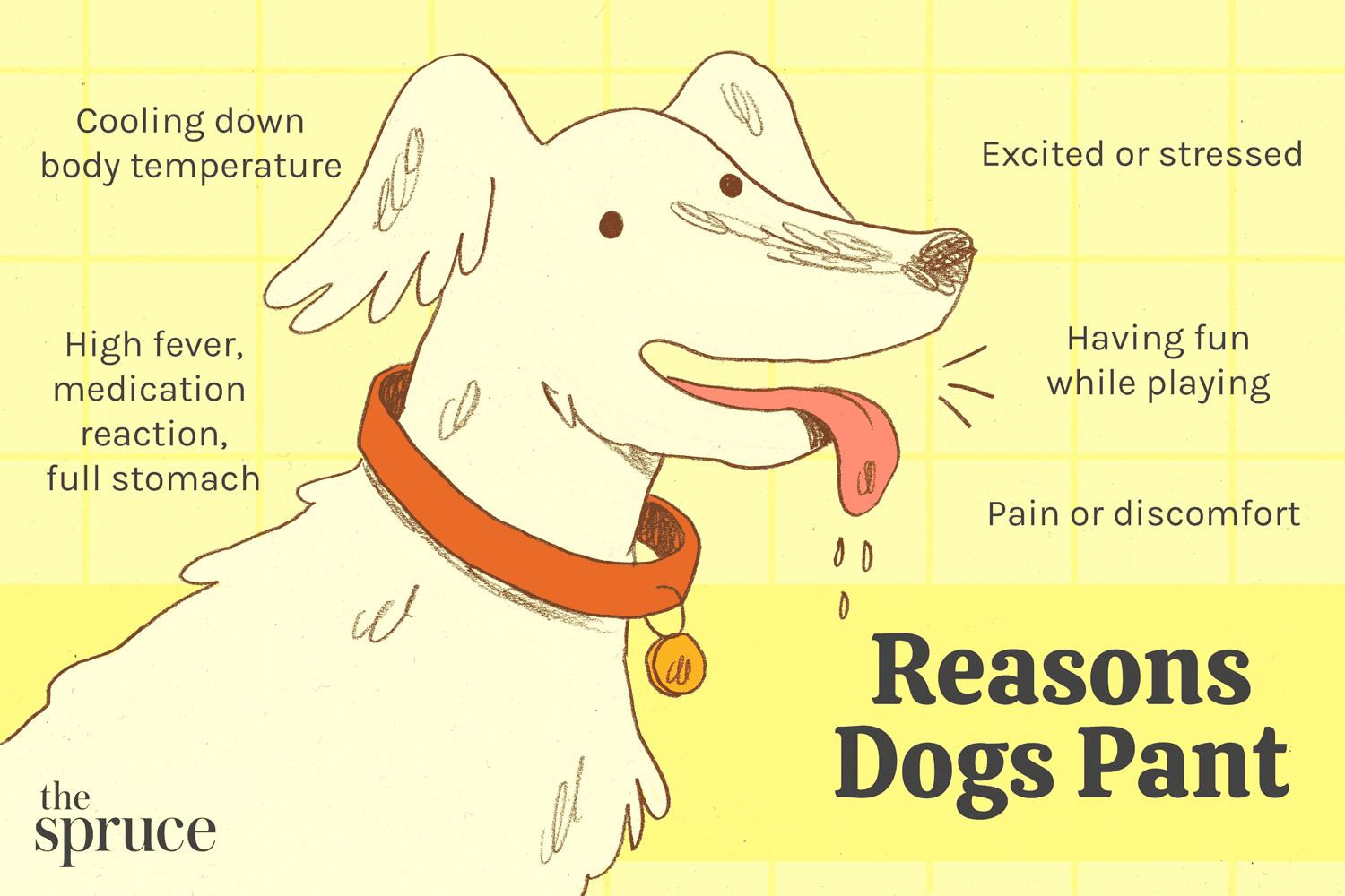 5 vanliga skäl till varför hundar flämtar