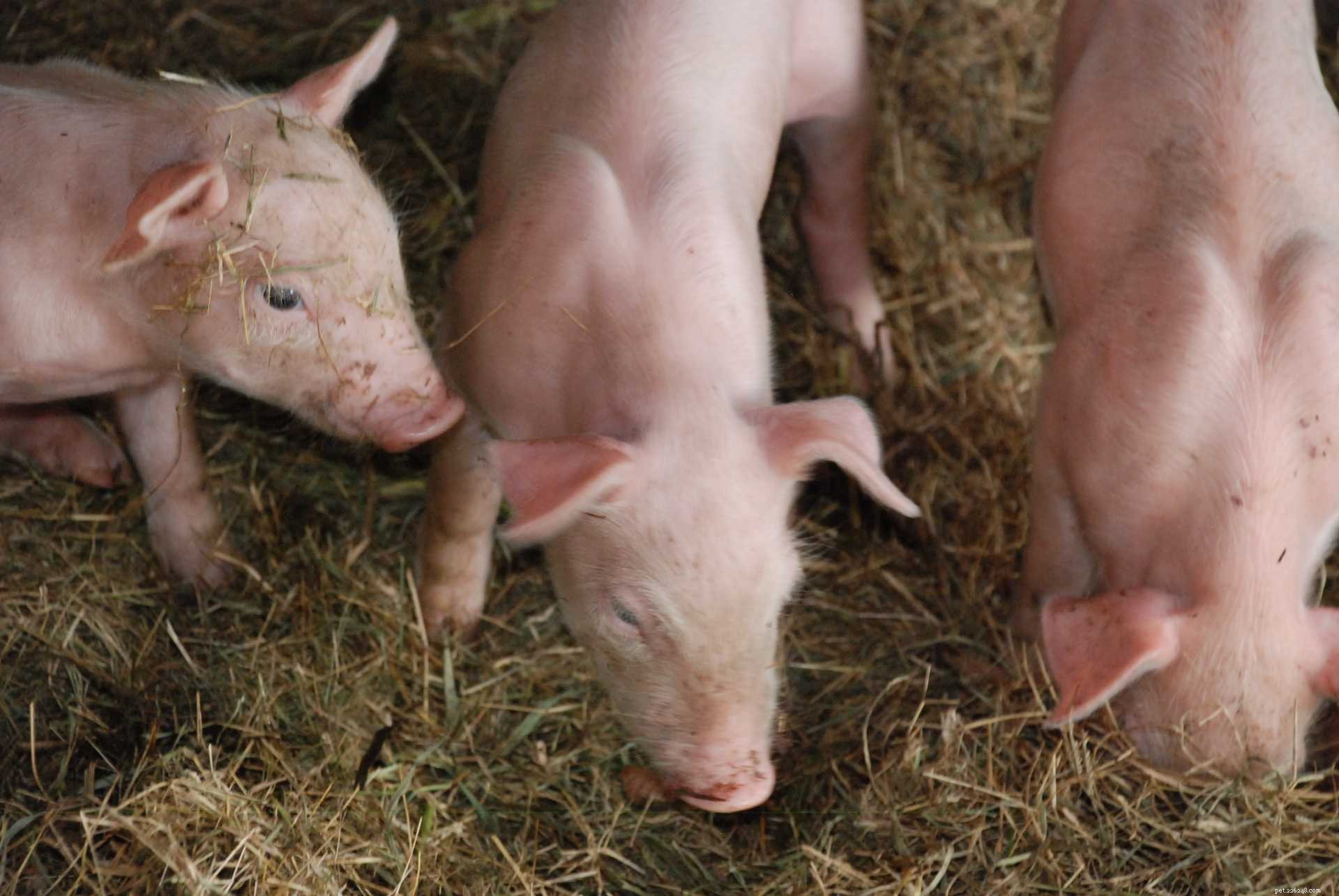 너무 귀엽지 않은 찻잔 돼지에 대한 8가지 사실