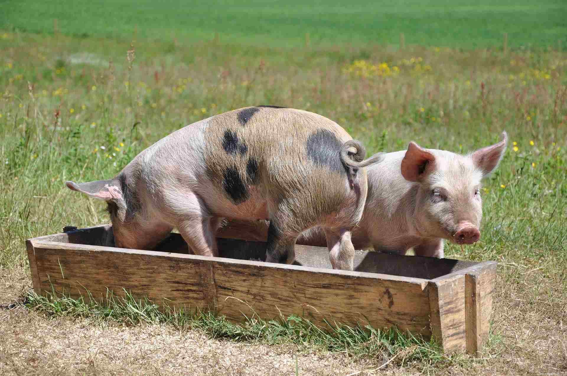 とてもかわいいティーカップ豚についての8つの事実 