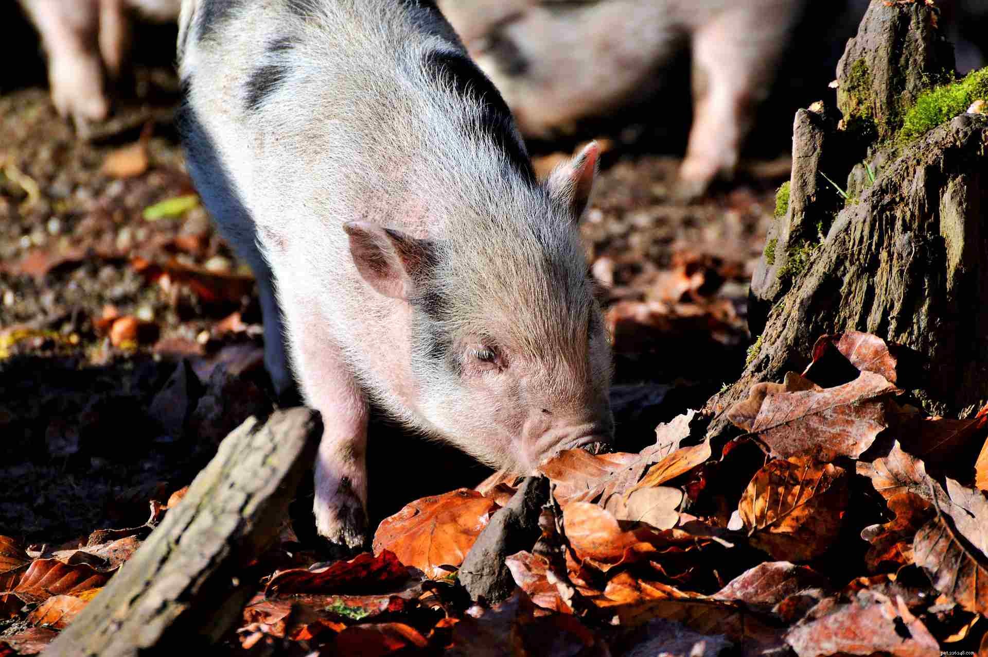 とてもかわいいティーカップ豚についての8つの事実 