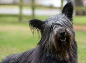 Skye Terrier:Perfil da raça do cão