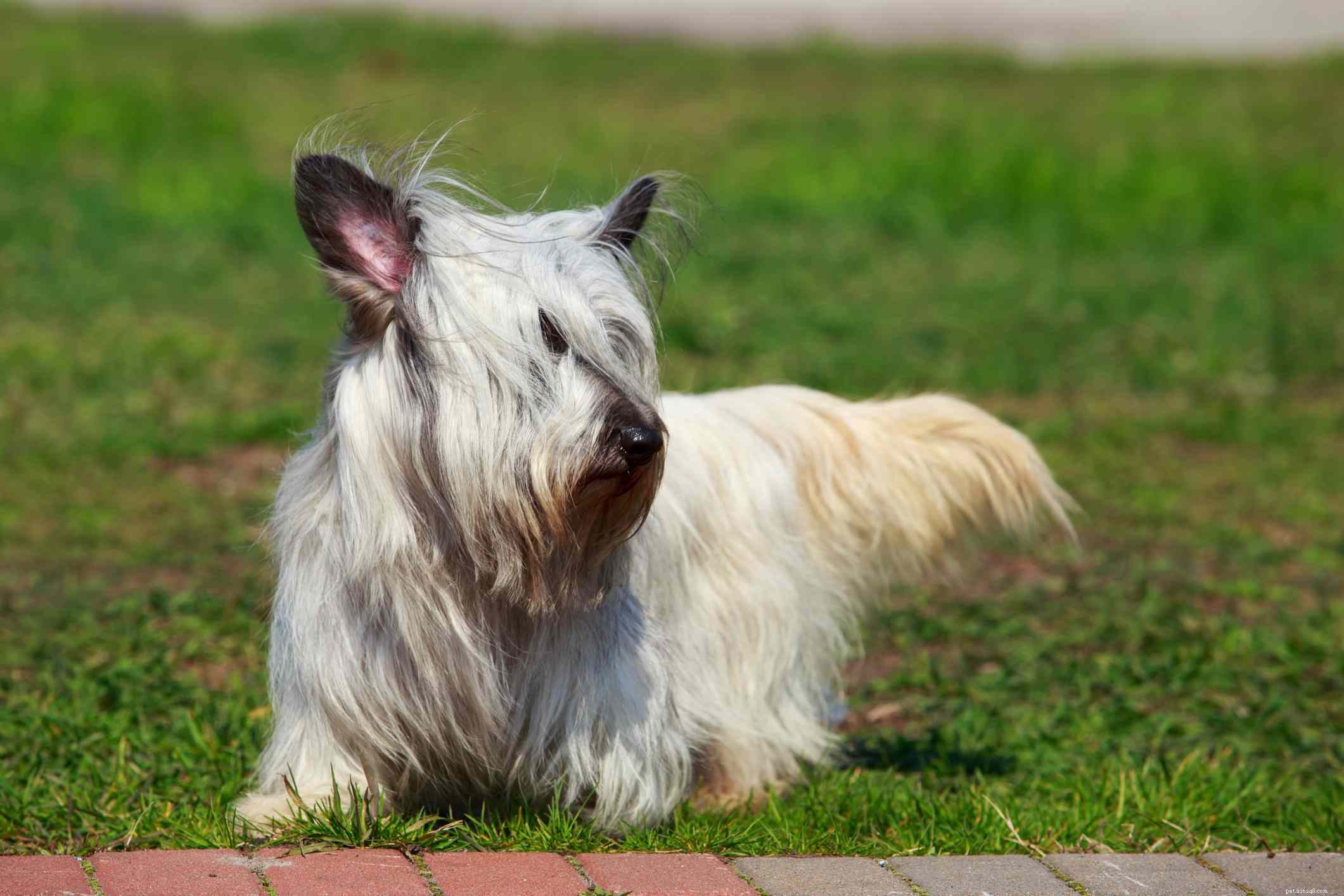 Скай-терьер:Профиль породы собак