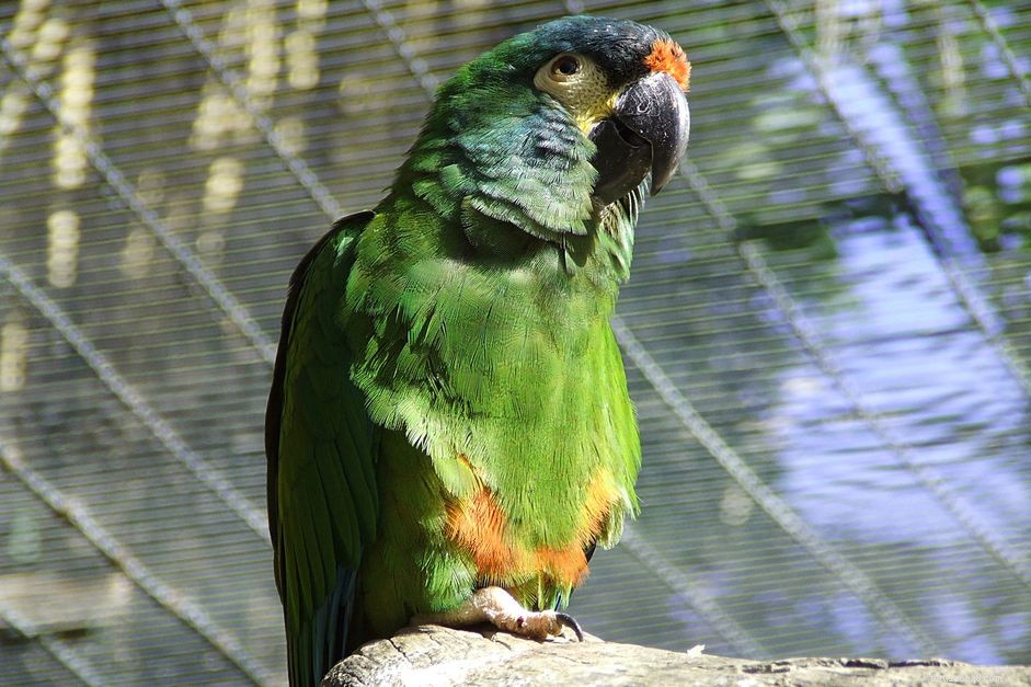 Illigers Macaw (Ara dalle ali blu):profilo di specie di uccelli