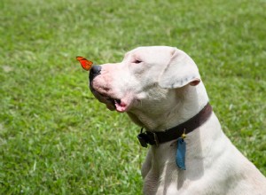 Dogo Argentino:características e cuidados da raça do cão