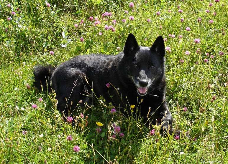 Buhund norueguês:perfil da raça do cão