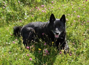 Buhund norueguês:perfil da raça do cão