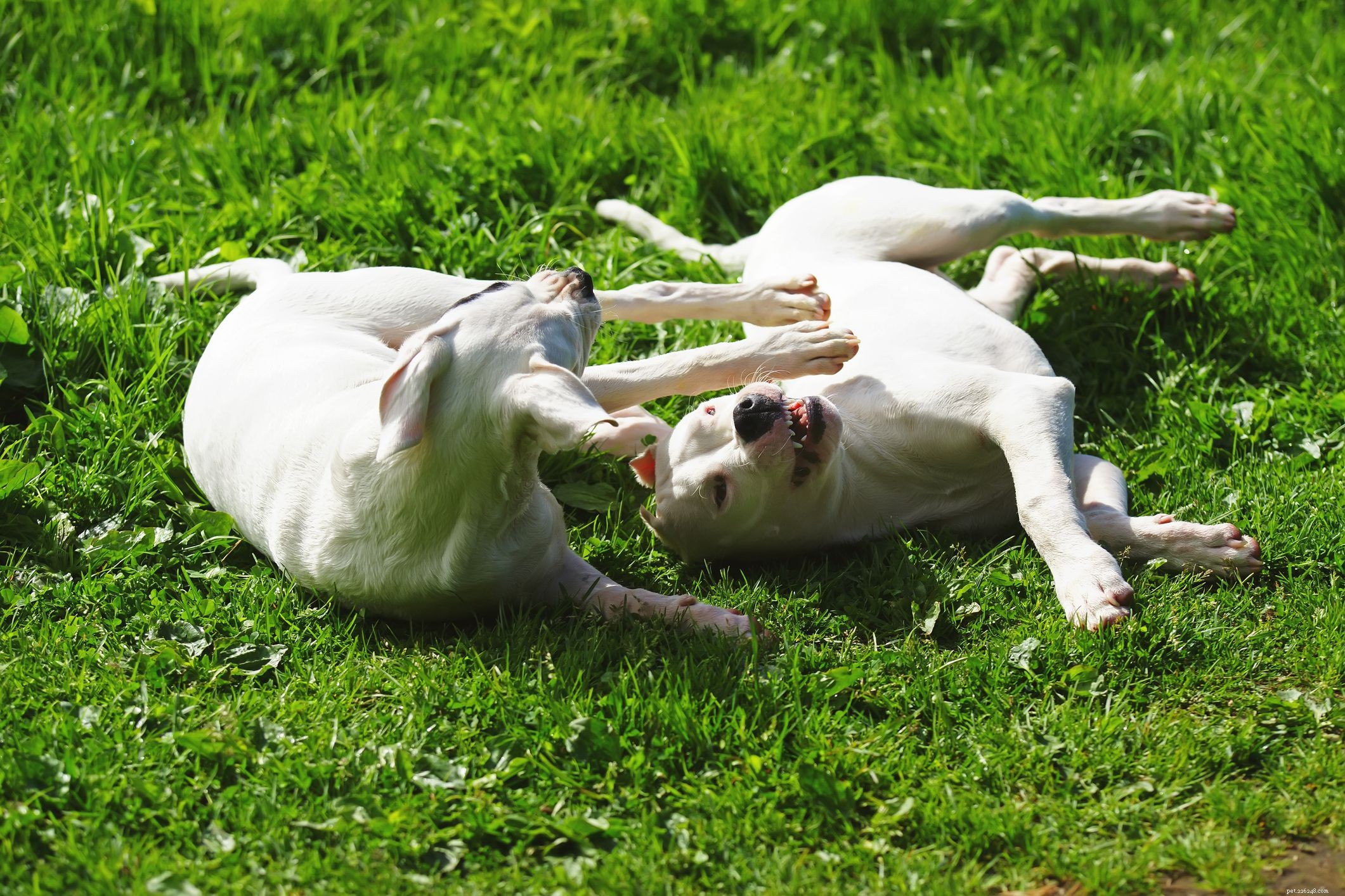 Dogue argentin :caractéristiques et soins de la race de chien