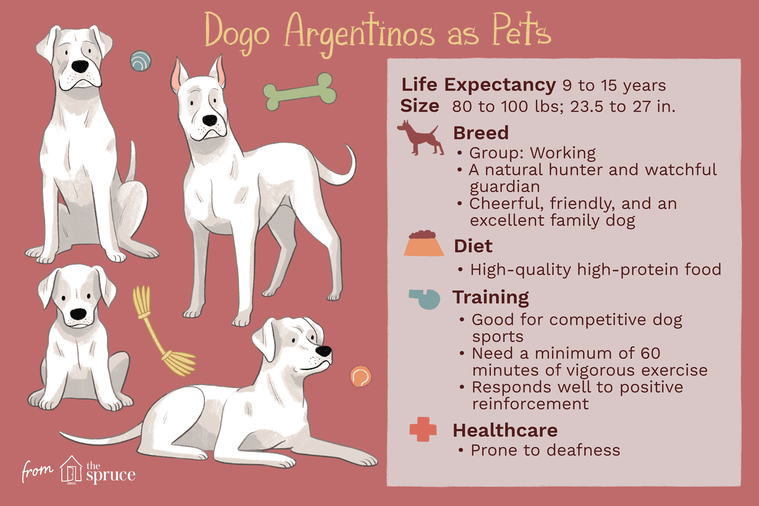 Аргентинский дог:характеристики породы собак и уход за ними
