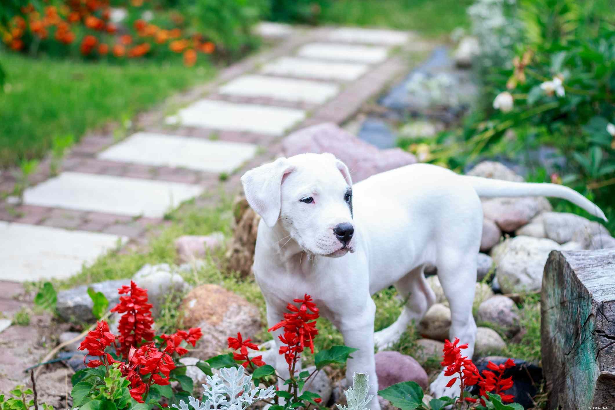 Dogue argentin :caractéristiques et soins de la race de chien