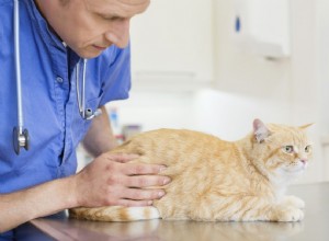 Анкилостомы у кошек