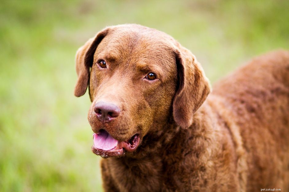 Чесапик-бей-ретривер:характеристики породы собак и уход за ними