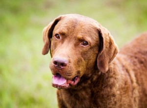 Чесапик-бей-ретривер:характеристики породы собак и уход за ними