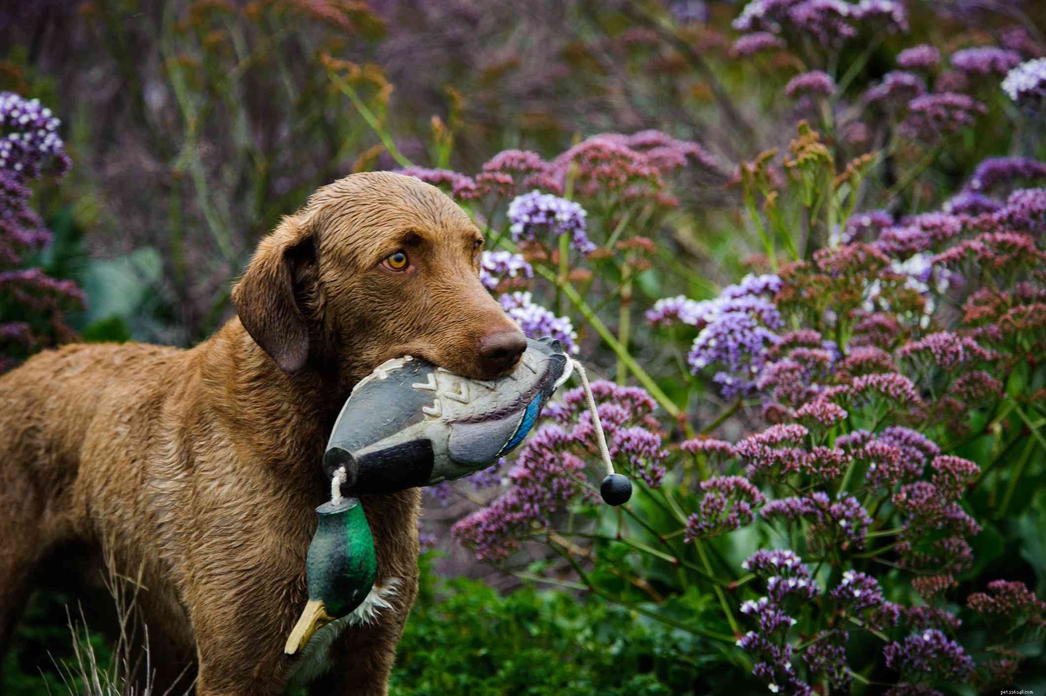 Chesapeake Bay Retriever:kenmerken en verzorging van hondenrassen