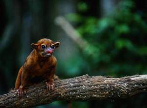 Kinkajou (Urso Mel):Perfil da Espécie