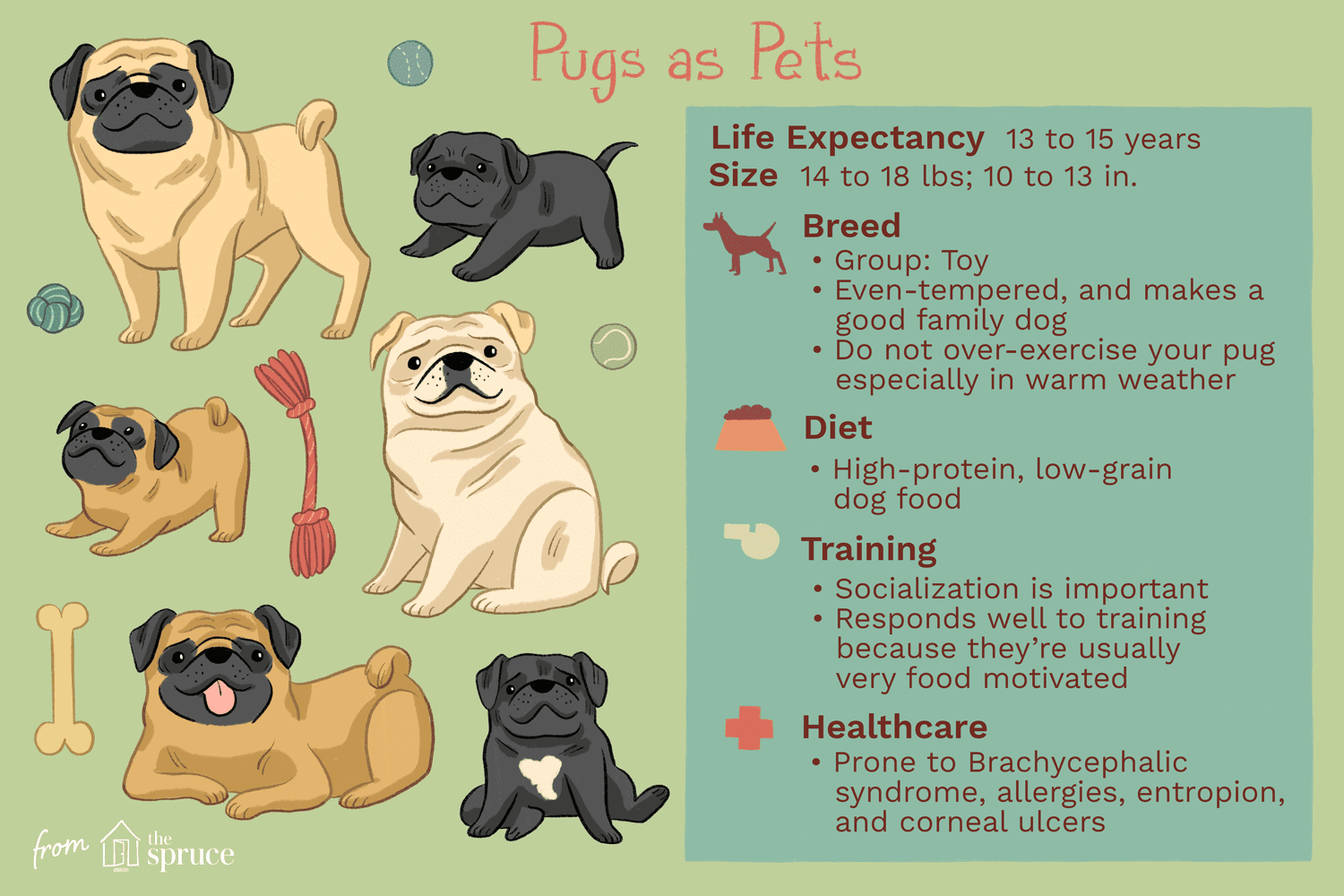 Pug:características e cuidados da raça do cão