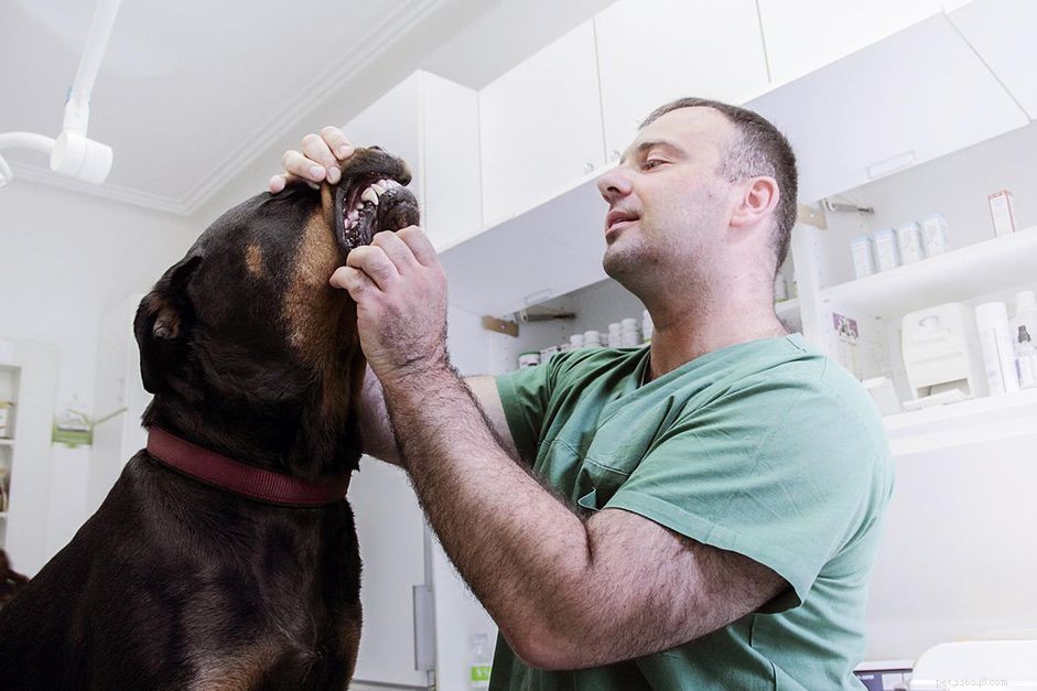 あなたの犬は歯周病を患っていますか？ 