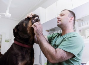 Есть ли у вашей собаки заболевание пародонта?