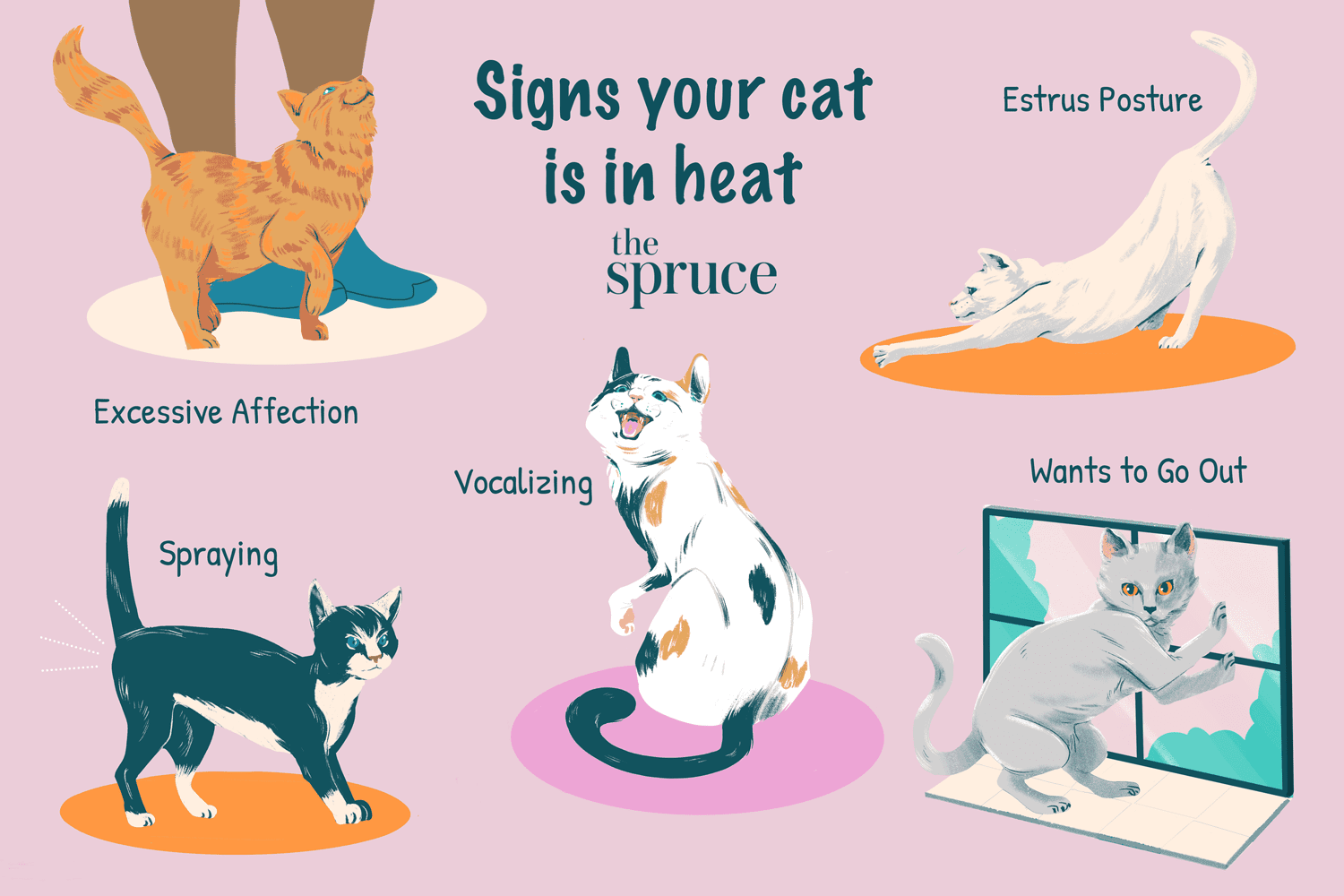 Signe que votre chat est en chaleur